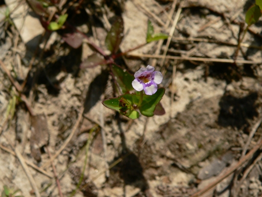 {Torenia crustacea}